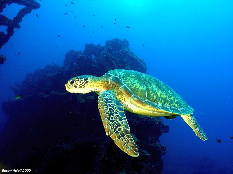 Sea turtle swimming near shipwreck