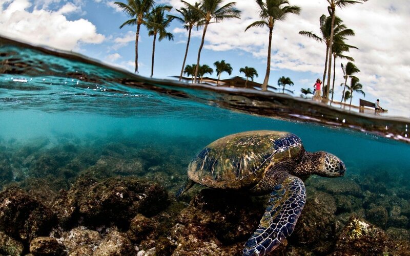 Sea turtle swimming near shore