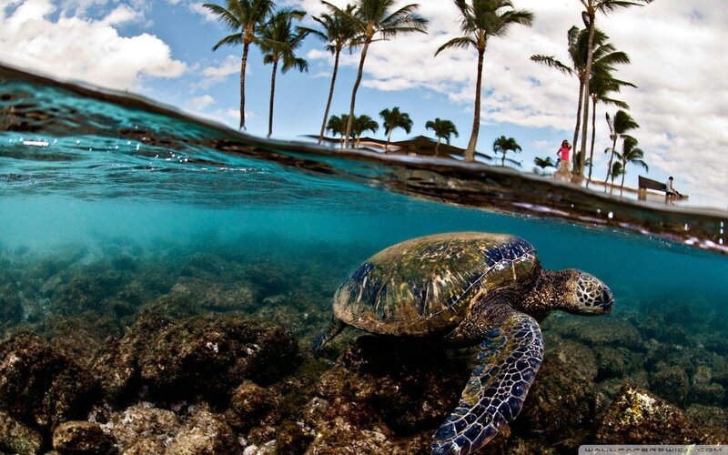 Sea turtle swimming near shore