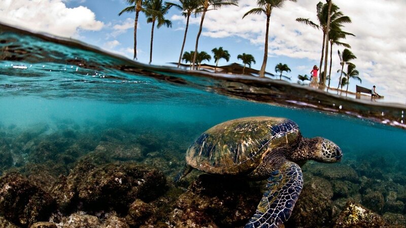 Sea turtle swimming near shore