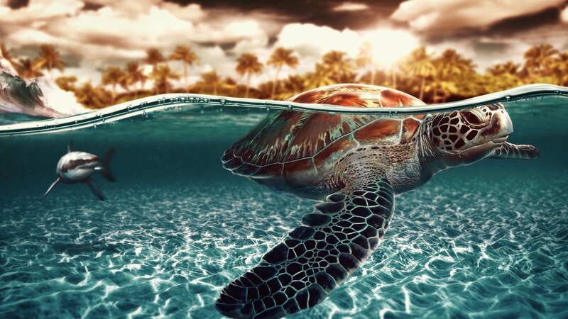 Sea turtle swimming near shore