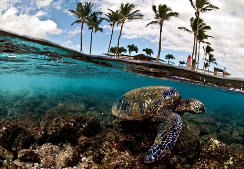 Sea turtle swimming near shore