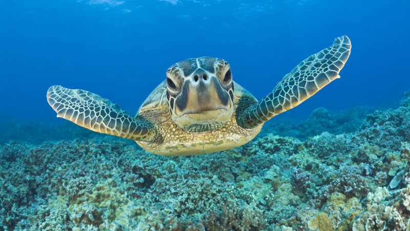 Sea turtle swimming over coral reef