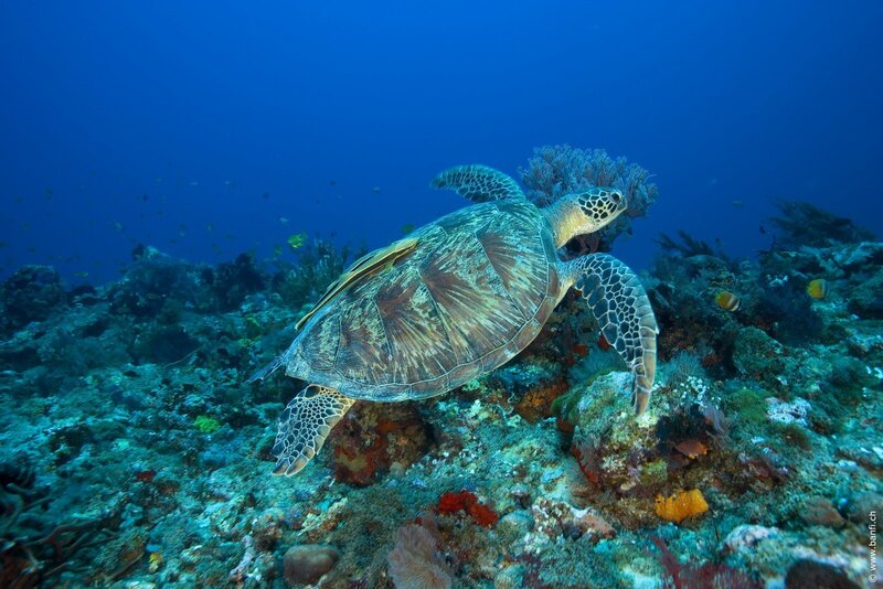 Sea turtle swimming over coral reef