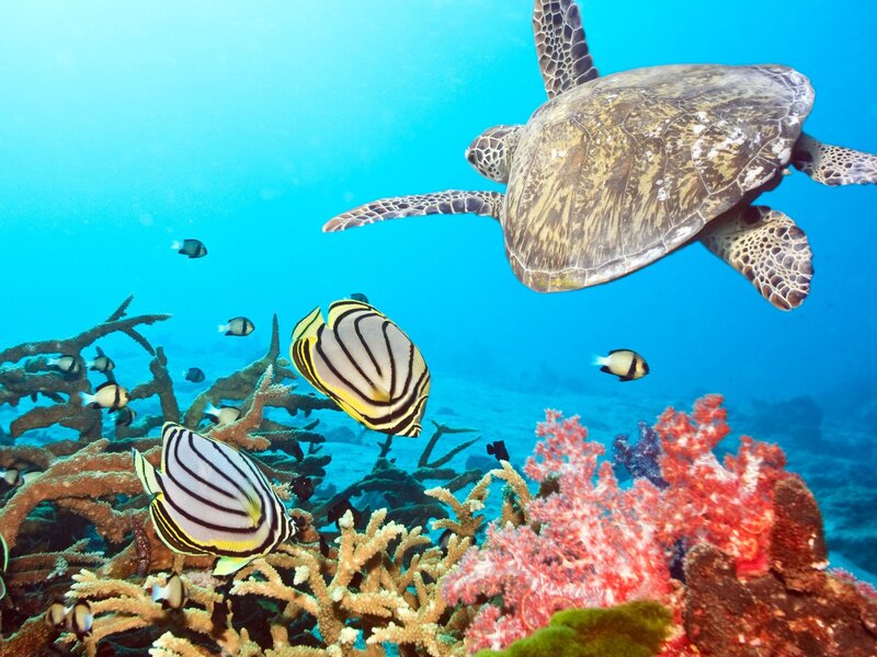 Sea turtle swimming over coral reef