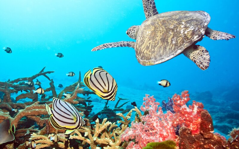 Sea turtle swimming over coral reef