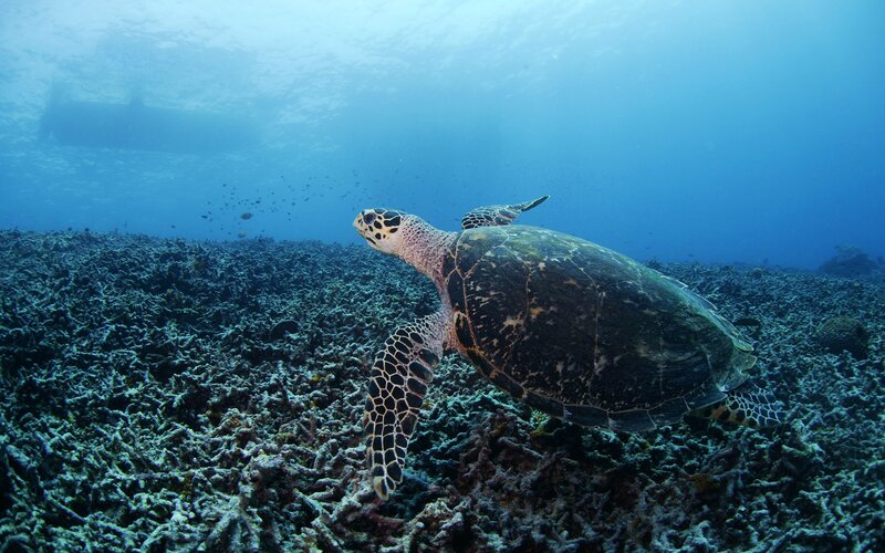 Sea turtle swimming over coral reef