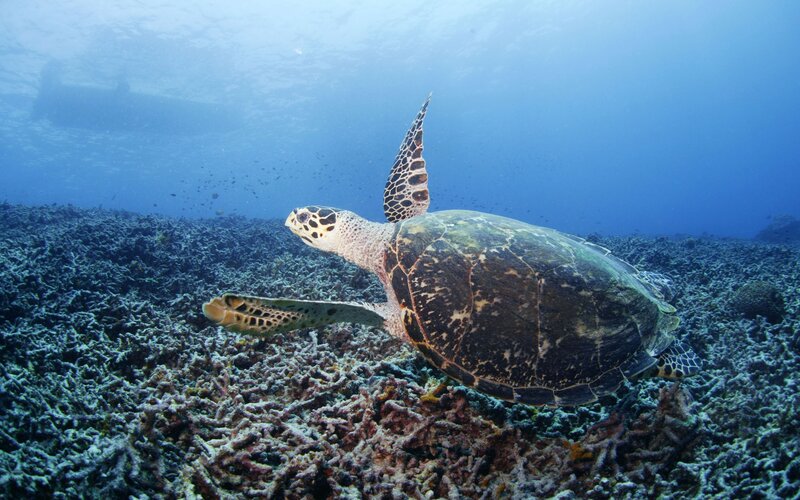 Sea turtle swimming over coral reef