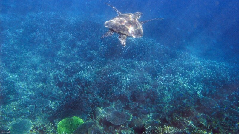 Sea turtle swimming over coral reef