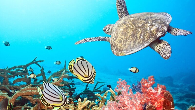 Sea turtle swimming over coral reef