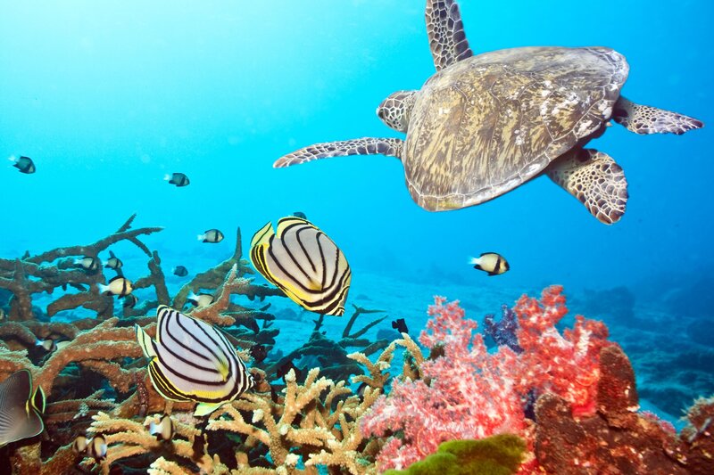 Sea turtle swimming over coral reef