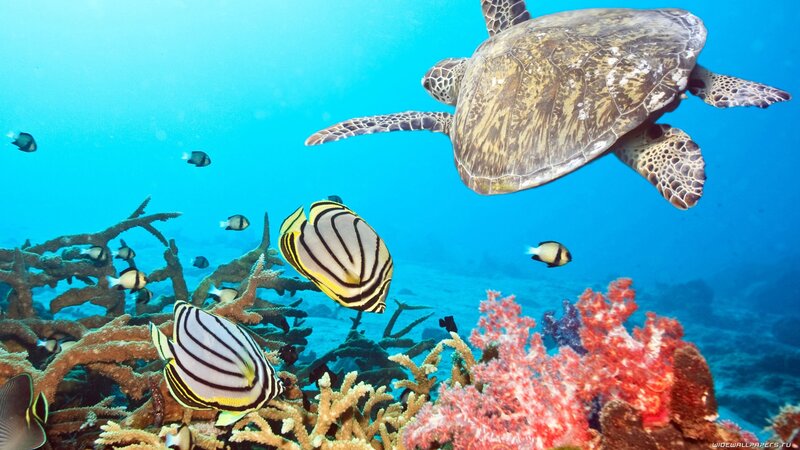 Sea turtle swimming over coral reef