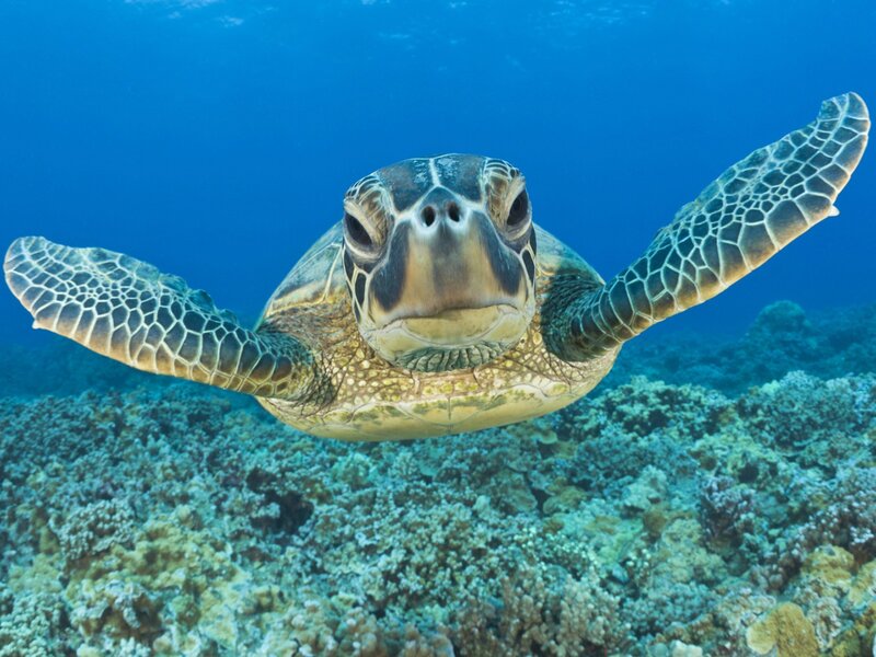 Sea turtle swimming over coral reef