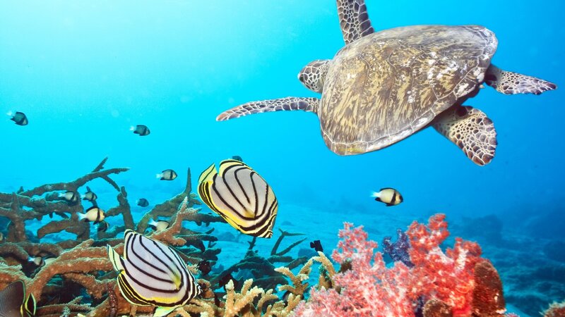 Sea turtle swimming over coral reef