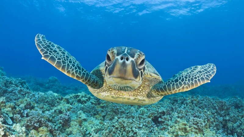 Sea turtle swimming over coral reef