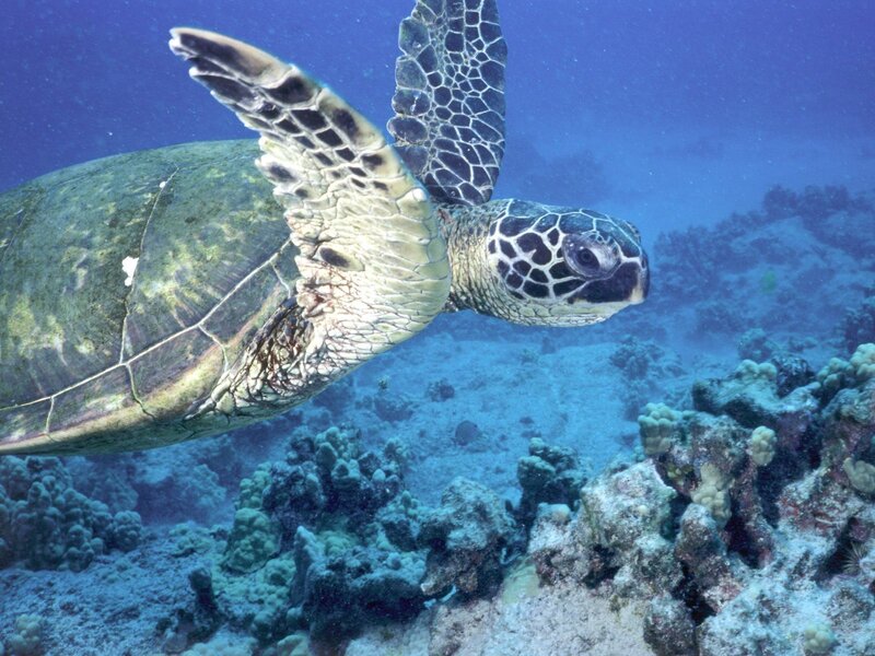Sea turtle swimming over coral reef