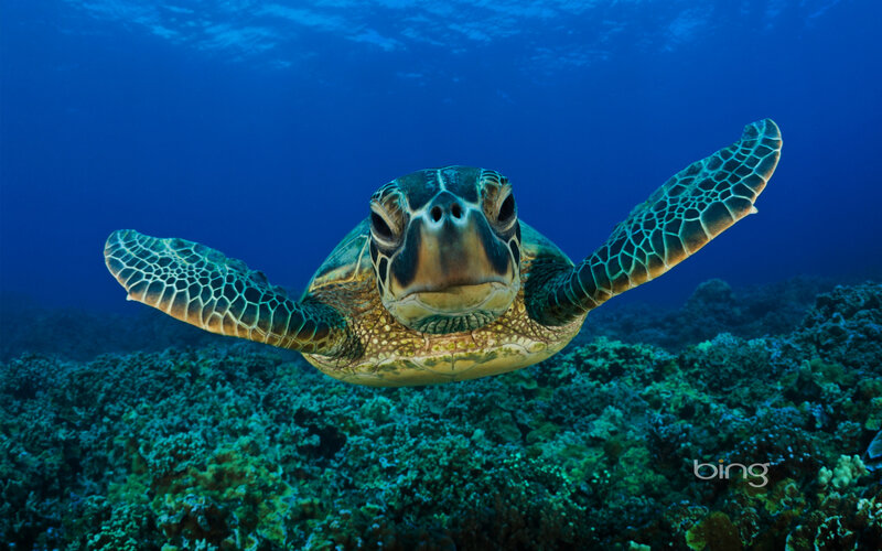 Sea turtle swimming over coral reef