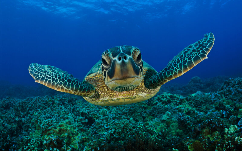 Sea turtle swimming over coral reef