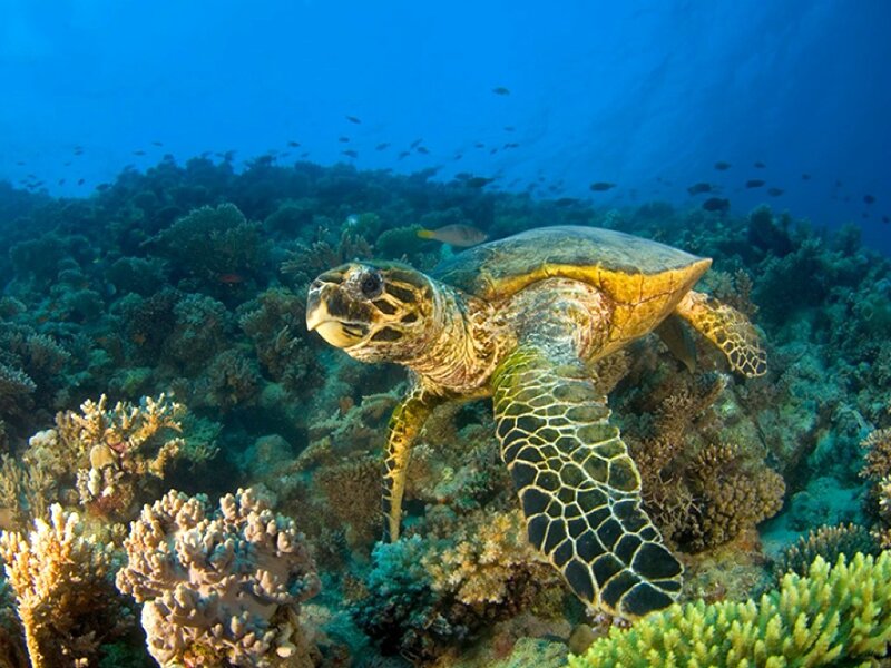 Sea turtle swimming over coral reef
