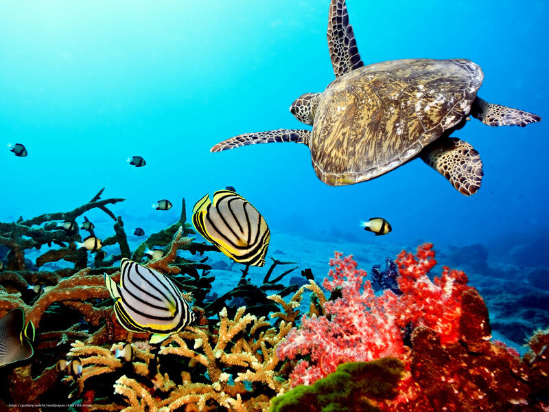 Sea turtle swimming over coral reef