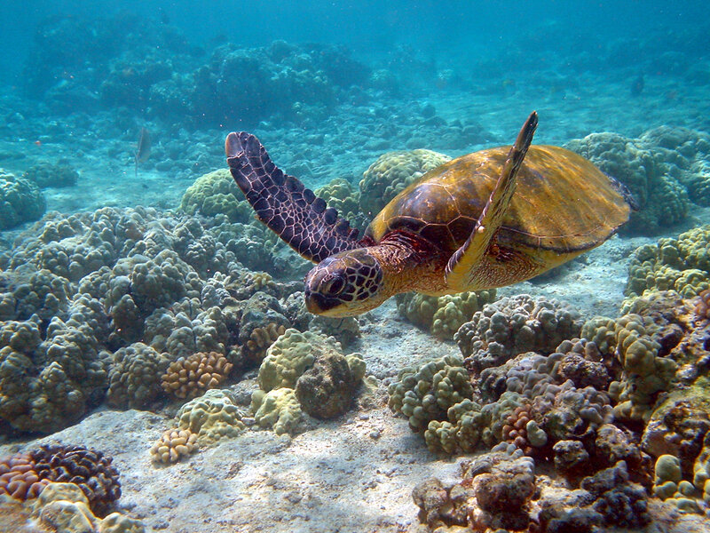 Sea turtle swimming over coral reef