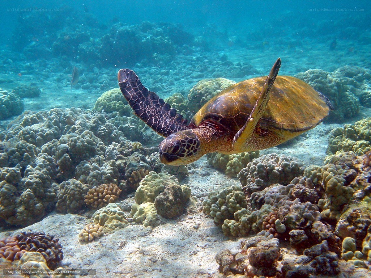 Sea turtle swimming over coral reef