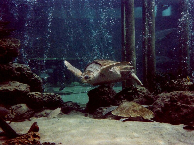 Sea Turtle Swimming