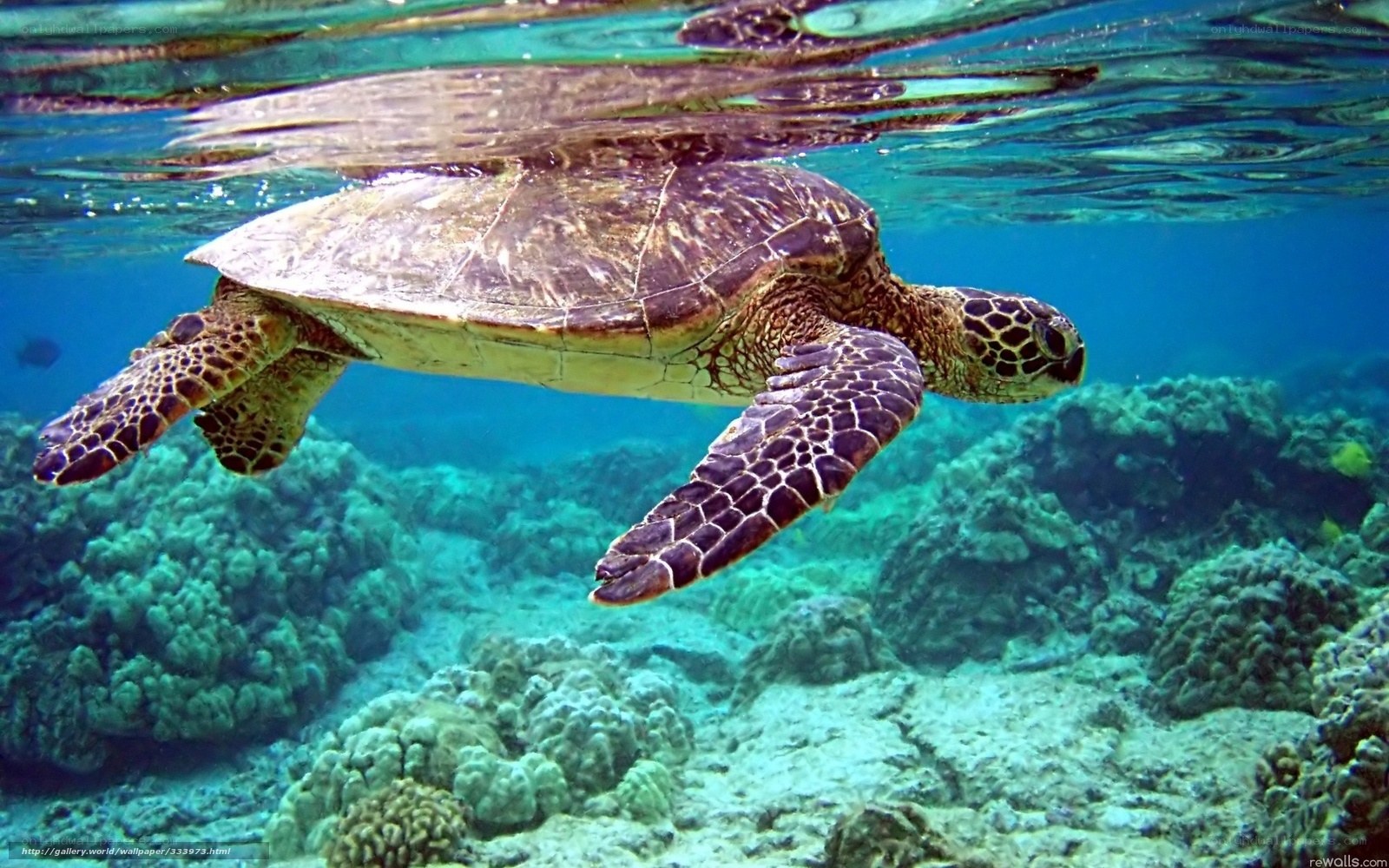 Sea turtle swimming underwater