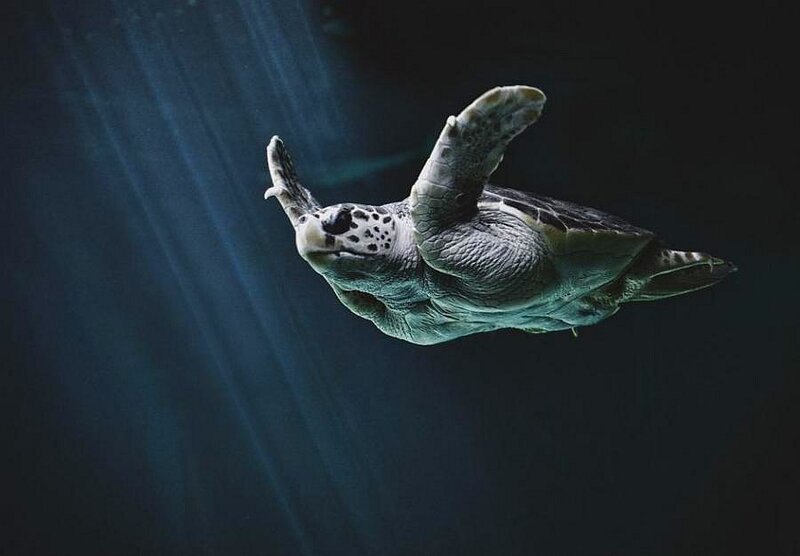Sea turtle swimming underwater