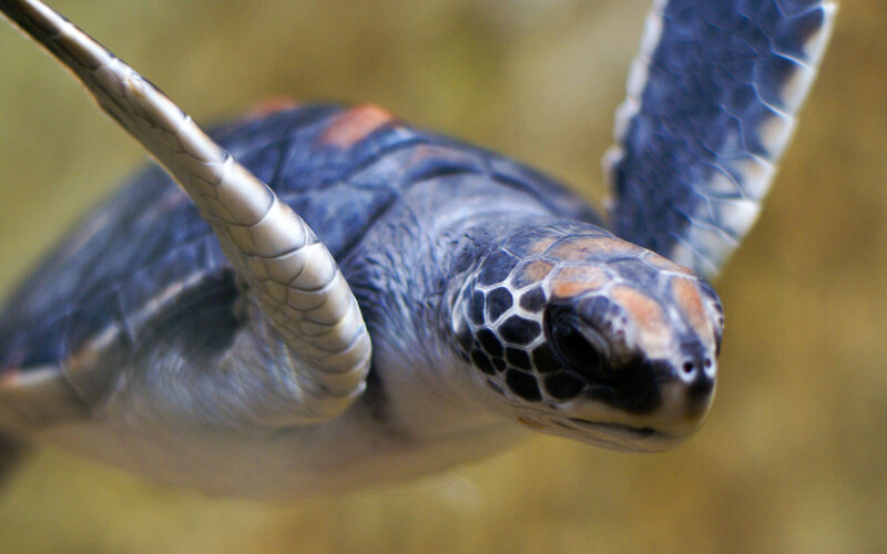 Sea turtle swimming underwater
