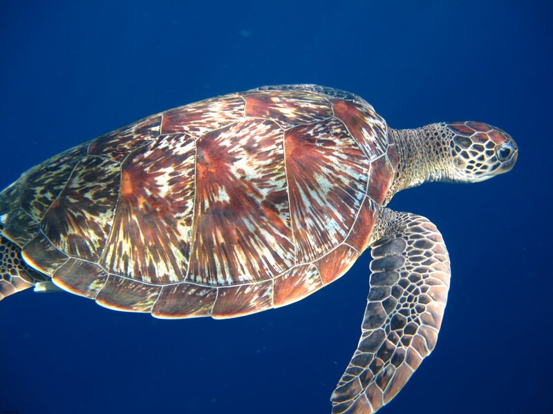 sea turtle swimming underwater