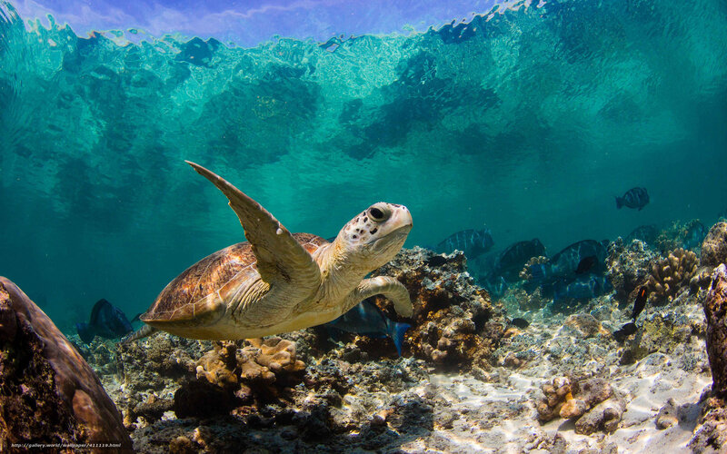 Sea turtle swimming underwater