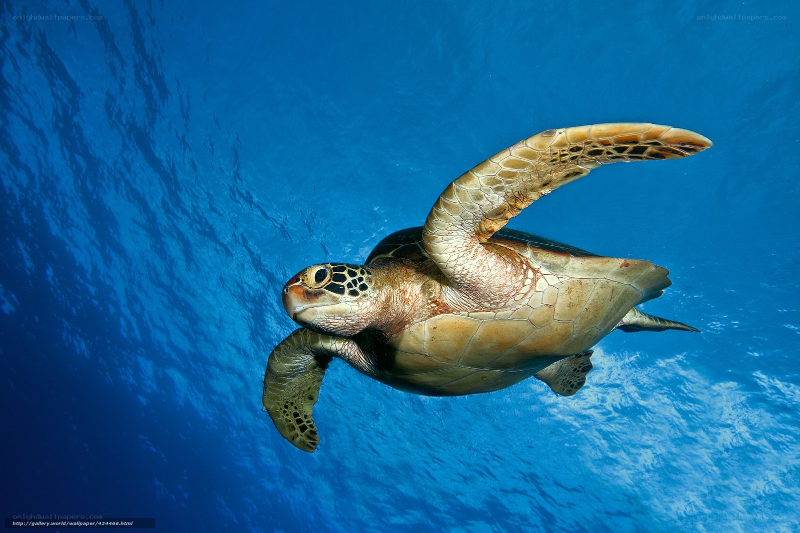 Sea turtle swimming underwater