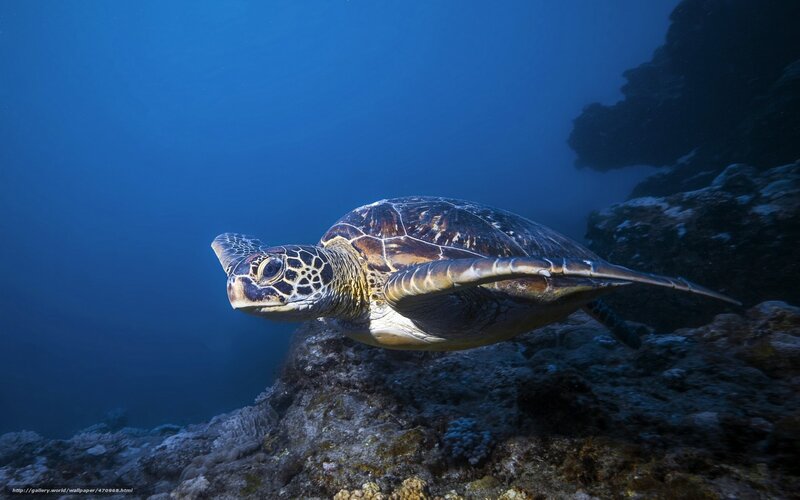 Sea turtle swimming underwater