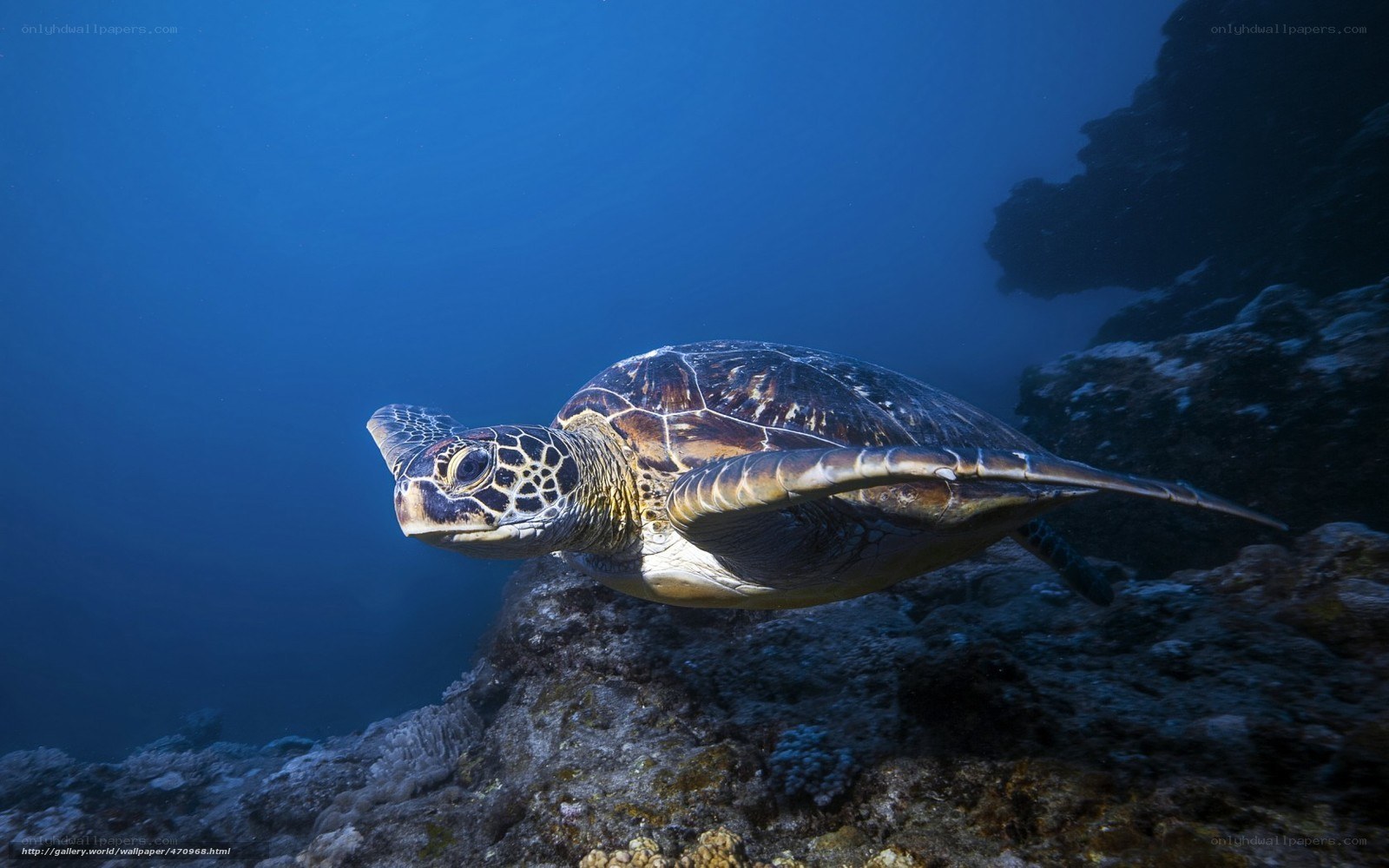 Sea turtle swimming underwater