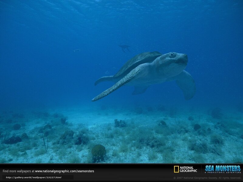 Sea turtle swimming underwater