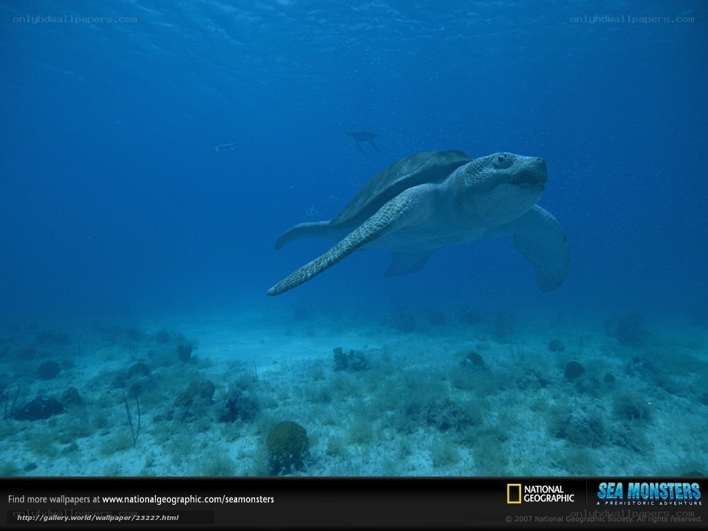 Sea turtle swimming underwater