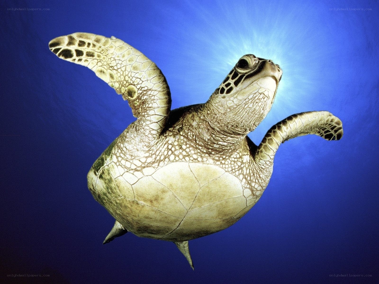 Sea turtle swimming underwater