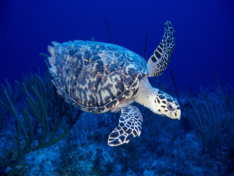 sea turtle swimming underwater