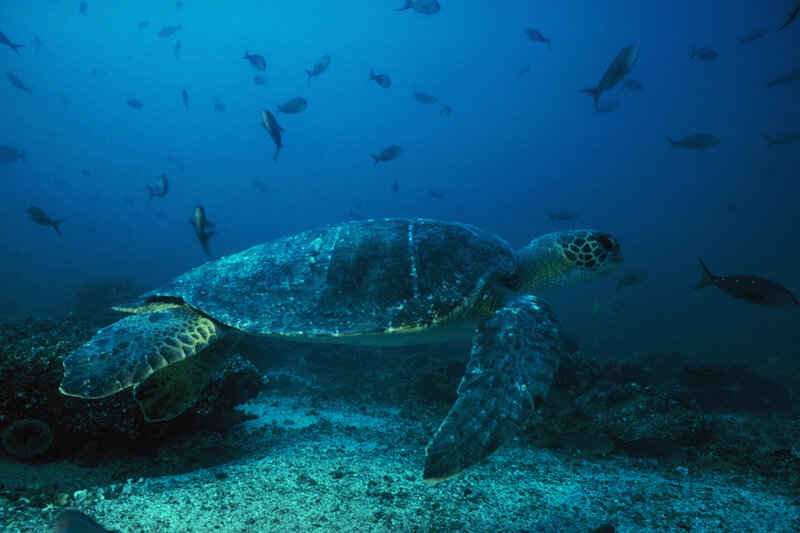 Sea turtle swimming underwater