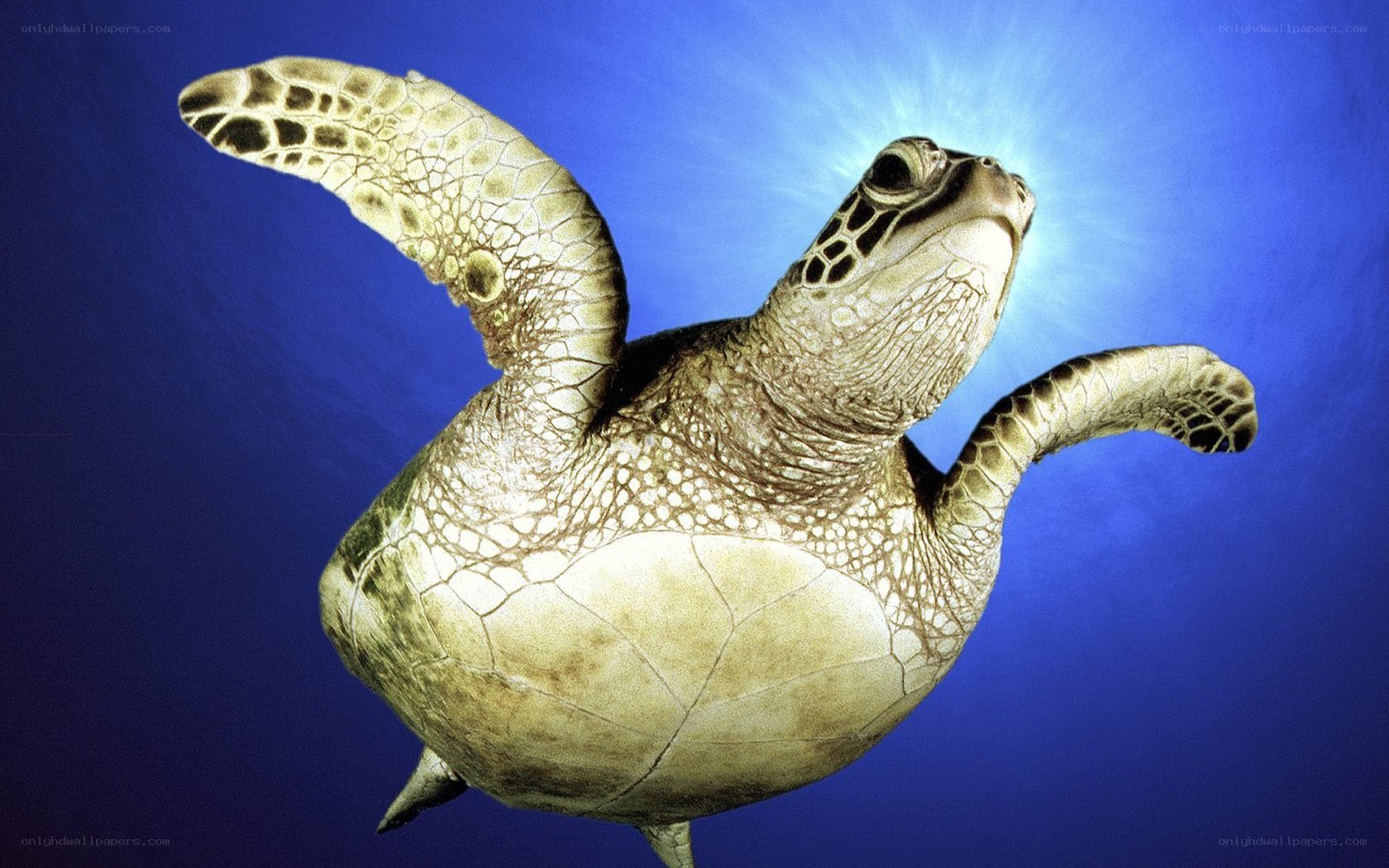 Sea turtle swimming underwater