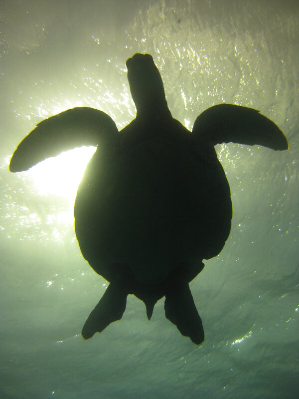 sea turtle swimming underwater