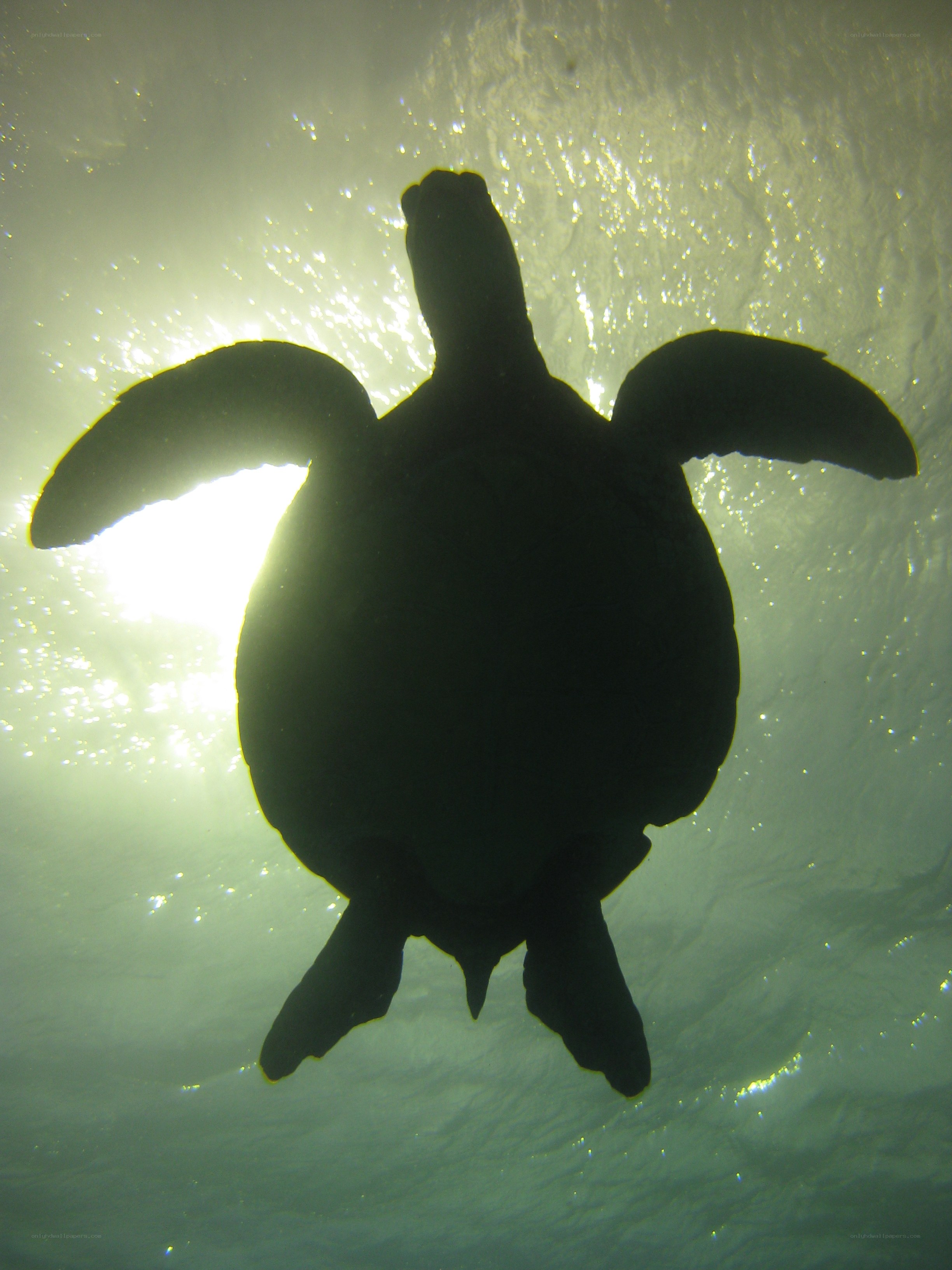 sea turtle swimming underwater