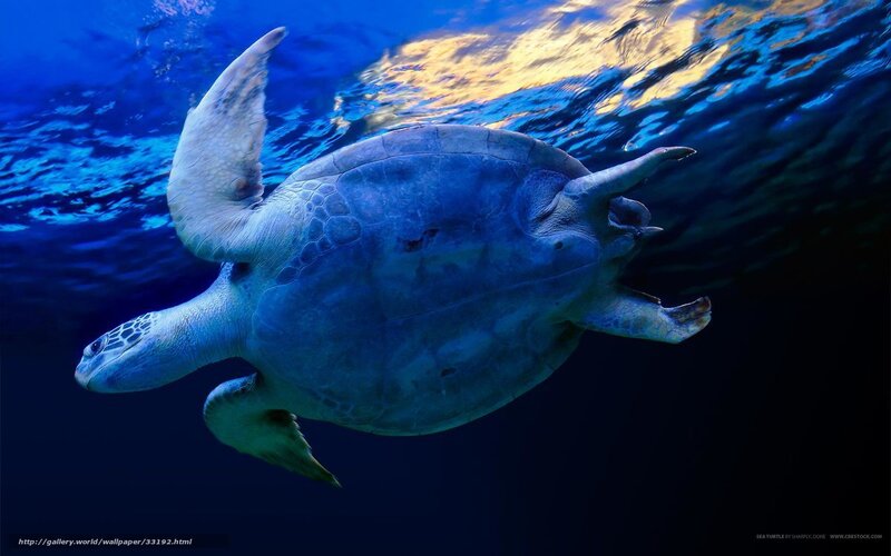 Sea turtle swimming underwater