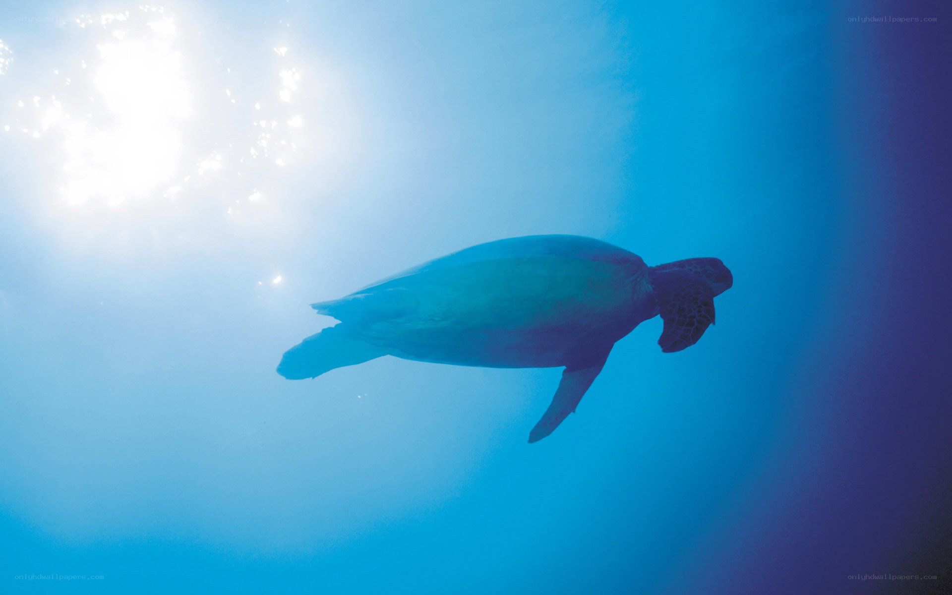 sea turtle swimming underwater