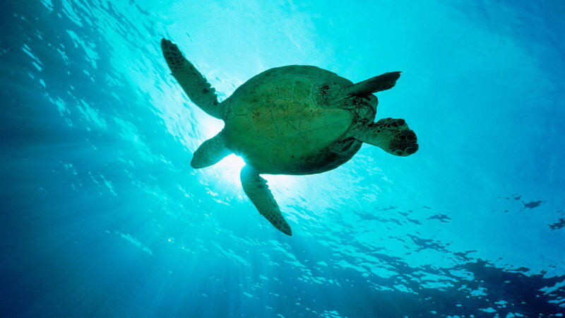 Sea turtle swimming underwater