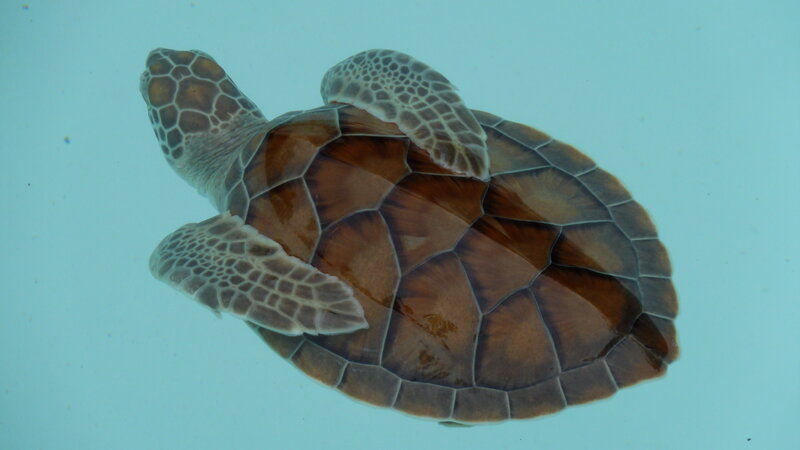 sea turtle swimming underwater