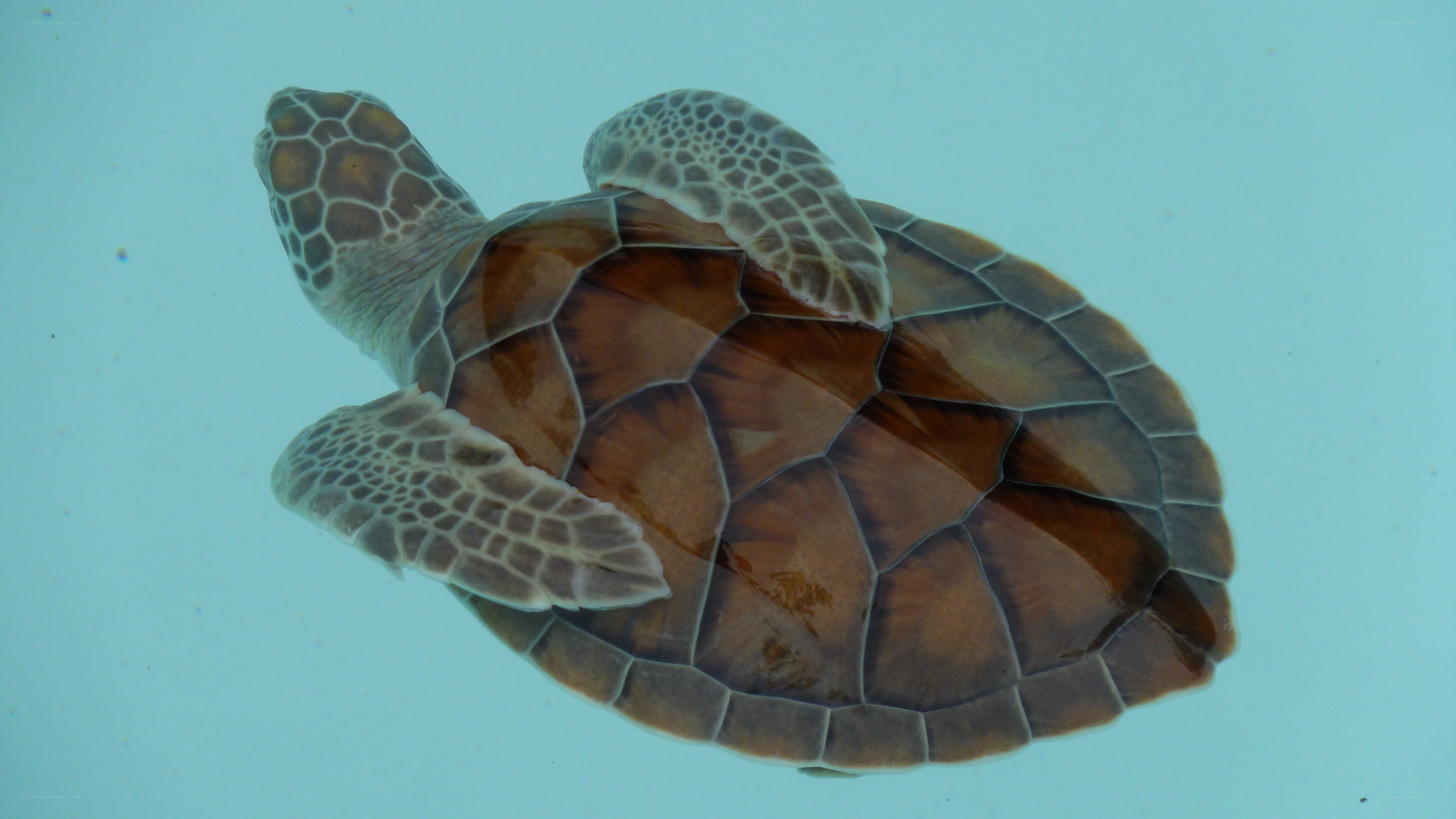sea turtle swimming underwater