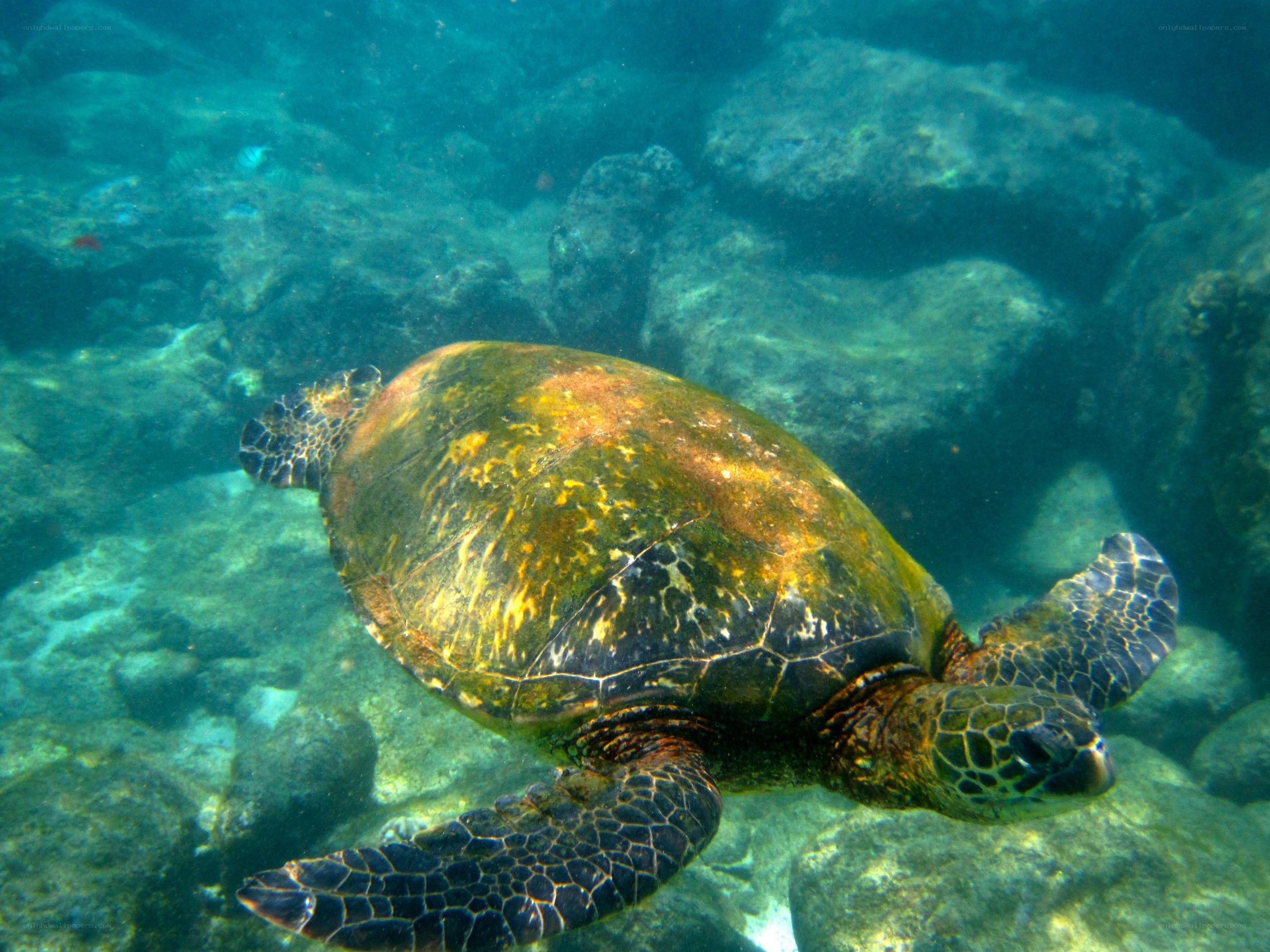 sea turtle swimming underwater