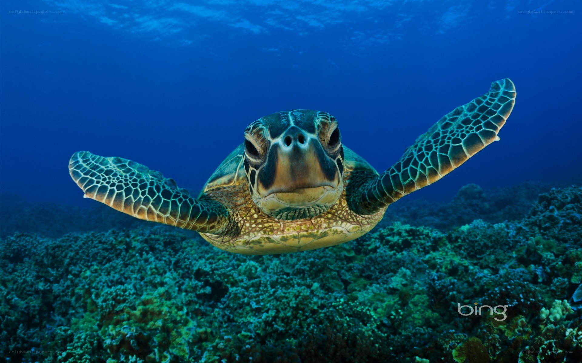 Sea turtle swimming underwater